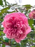 HOA HỒNG
