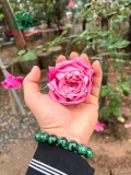 HOA HỒNG