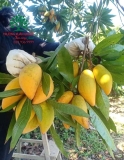 Cây Trứng Gà