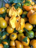 Cây Trứng Gà