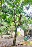 Cây Trứng Gà