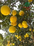 CÂY BƯỞI