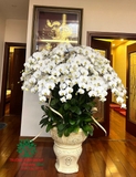 Hoa Lan