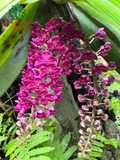 Hoa Lan
