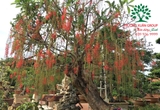 Cây Lộc Vừng