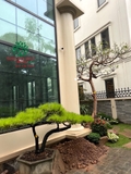 Sân vườn 71