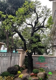 Sân vườn 71
