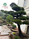 Sân vườn 71