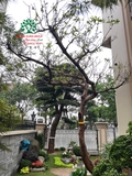 Sân vườn 71