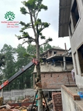 Thi công thực tế 114
