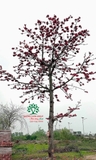 CÂY GẠO