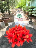 CÂY GẠO