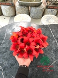 CÂY GẠO