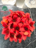 CÂY GẠO