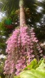 Hoa Lan