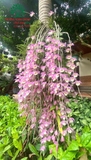 Hoa Lan