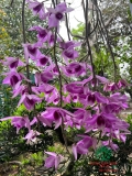 Hoa Lan