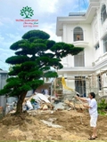 Thi công thực tế 117