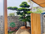 Thi công thực tế 117