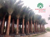 CÂY CHÀ LÀ