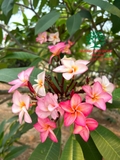 Cây Đại