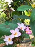Cây Đại