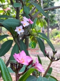 Cây Đại