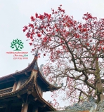 CÂY GẠO