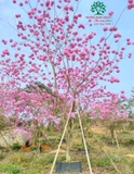 CÂY KÈN HỒNG