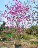 CÂY KÈN HỒNG