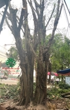 Thi công thực tế 118