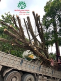 Thi công thực tế 118
