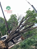Thi công thực tế 118