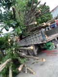 Thi công thực tế 118