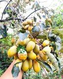 Cây Hồng Tết