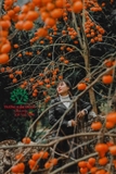 Cây Hồng Tết