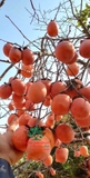Cây Hồng Tết