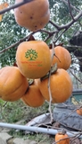 Cây Hồng Tết