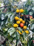 Cây Hồng Tết