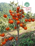 Cây Hồng Tết
