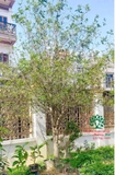 Cây Mộc Hương