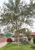 Cây Mộc Hương