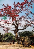 Cây hoa Gạo