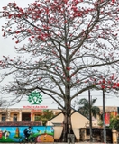 Cây hoa Gạo