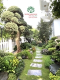sân vườn 58