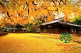 CÂY MUỒNG ANH ĐÀO (HOÀNG YẾN)