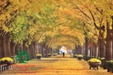 CÂY MUỒNG ANH ĐÀO (HOÀNG YẾN)