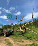Cây hoa Gạo