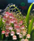 Hoa Linh lan