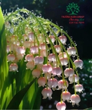 Hoa Linh lan